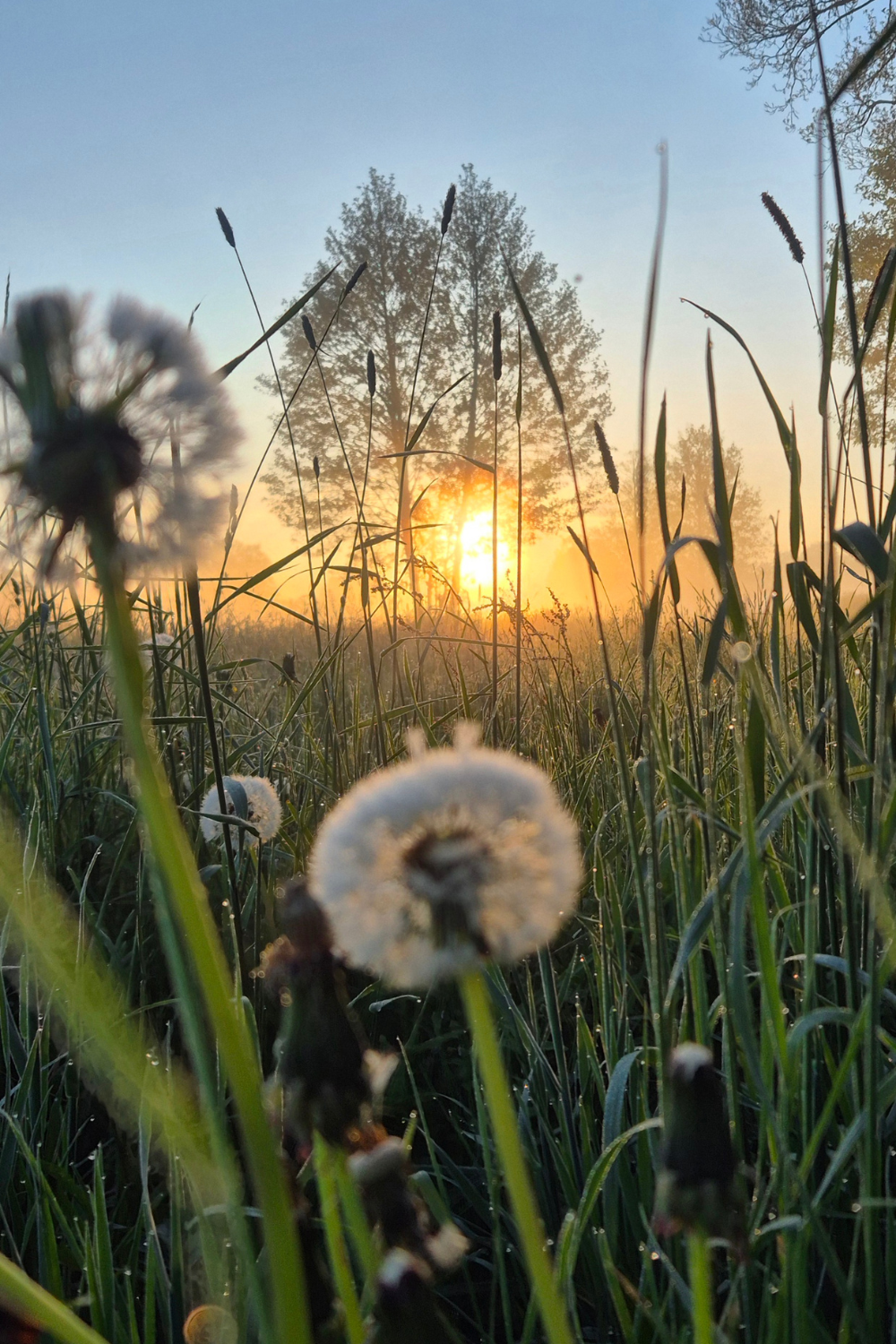Zielony przepis na spokój.